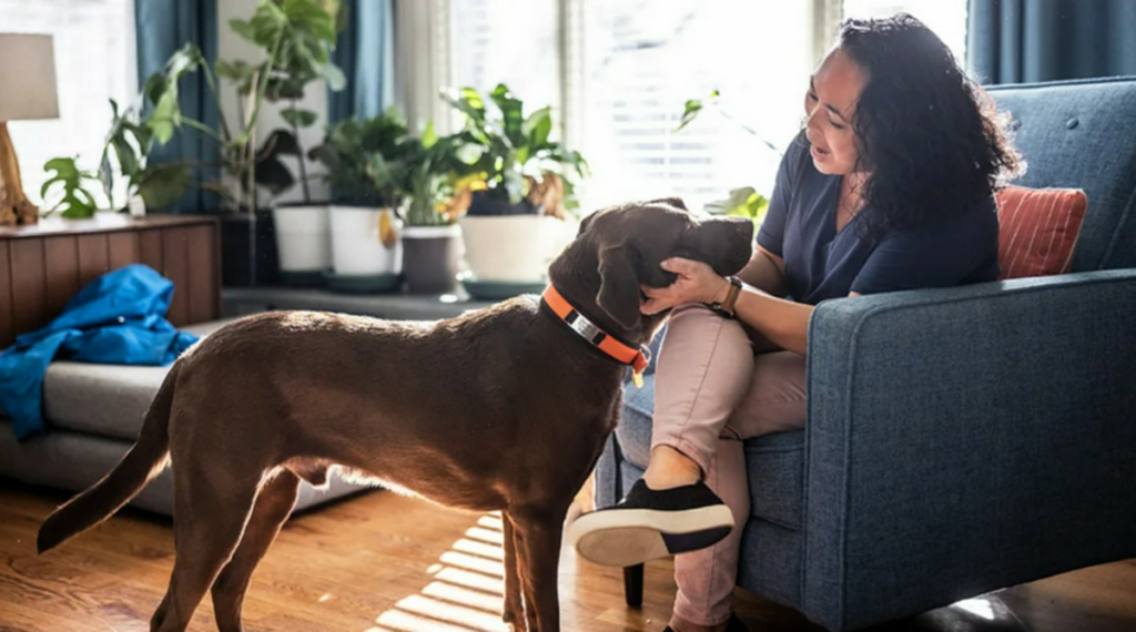 Como viajar de graça pelo mundo como babá de pet