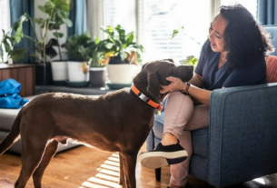 Como viajar de graça pelo mundo como babá de pet