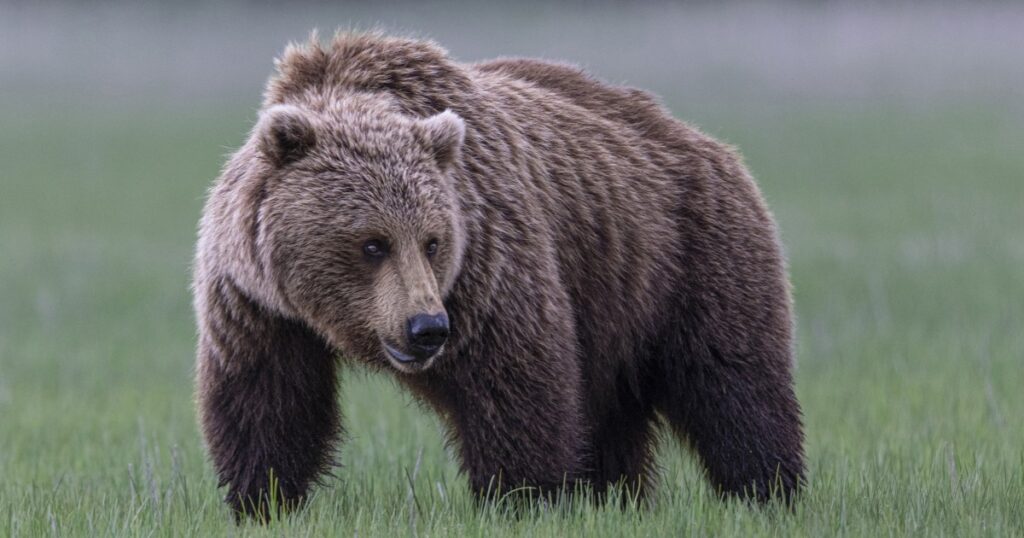 Homem atirou e matou urso pardo após ser atacado em Montana