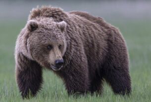 Homem atirou e matou urso pardo após ser atacado em Montana