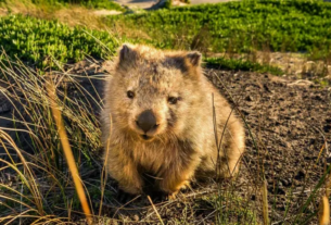 Investigador paranormal e passeador de marsupial: Tasmânia faz ofertas de trabalho inusitadas para atrair turistas