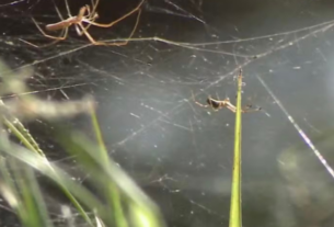 aranhas se multiplicam em um dos pontos turísticos de São Luís (MA). Foto: Reprodução/TV Globo