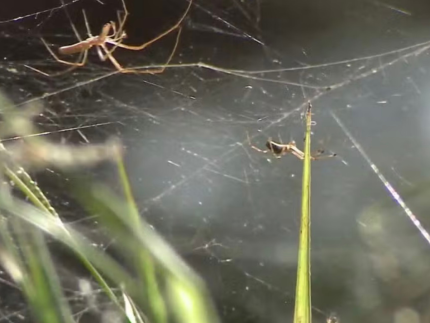 aranhas se multiplicam em um dos pontos turísticos de São Luís (MA). Foto: Reprodução/TV Globo