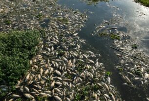 Toneladas de peixes mortos enchem rio no Brasil após denúncias de despejo