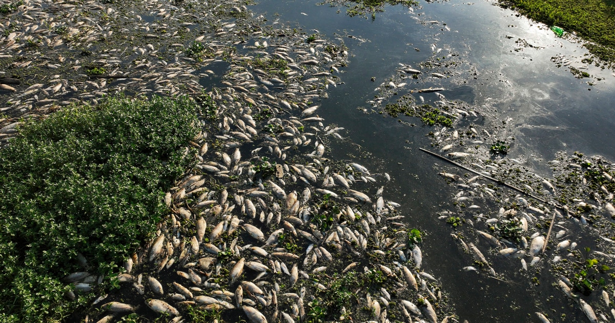 Toneladas de peixes mortos enchem rio no Brasil após denúncias de despejo