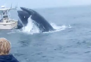 Vídeo dramático mostra baleia virando barco na costa de New Hampshire