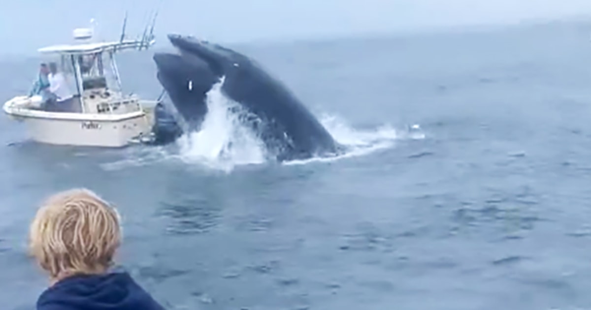 Vídeo dramático mostra baleia virando barco na costa de New Hampshire