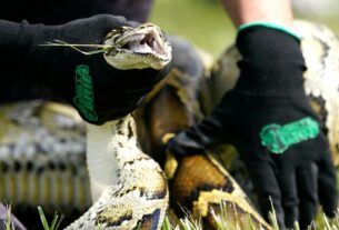 Caçadores de cobras lutarão contra pítons birmanesas invasoras nos Everglades durante o desafio de 10 dias da Flórida