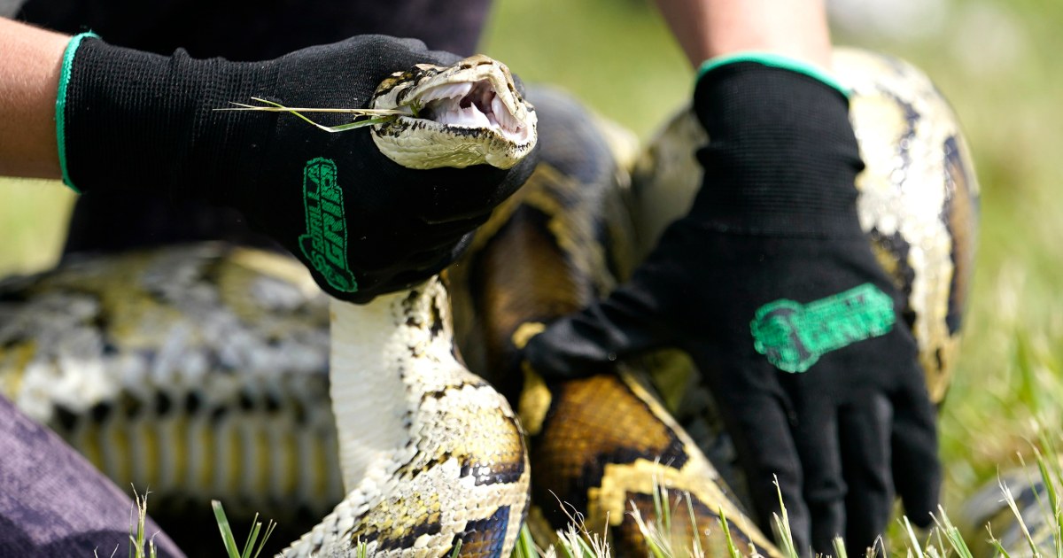 Caçadores de cobras lutarão contra pítons birmanesas invasoras nos Everglades durante o desafio de 10 dias da Flórida