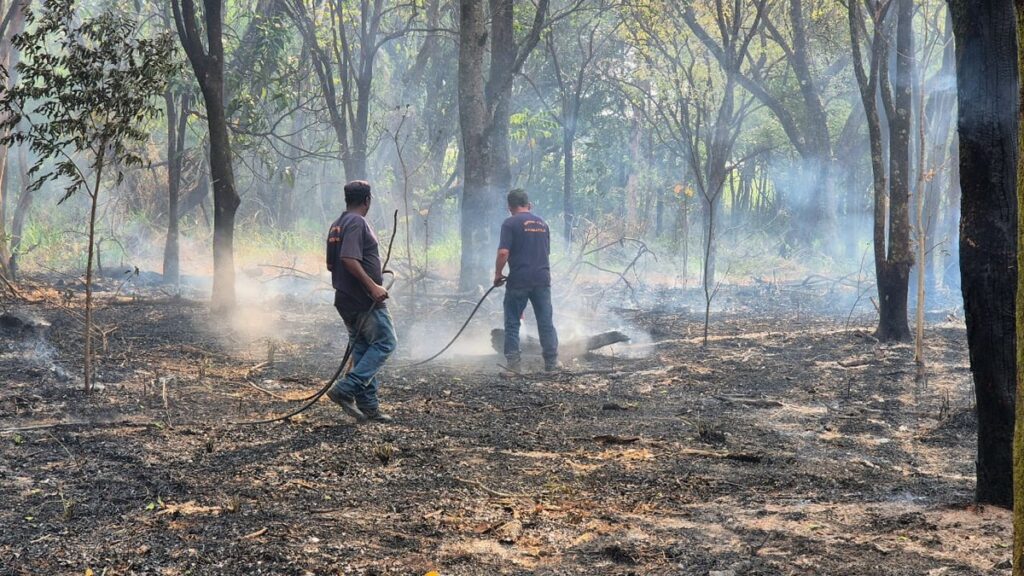 SP tem recorde de queimadas, mortes de animais, destruição e prisões - Foto: (Reprodução/TV Globo)