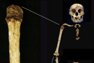 Fósseis sugerem que os primeiros 'hobbits' humanos tinham ancestrais ainda menores