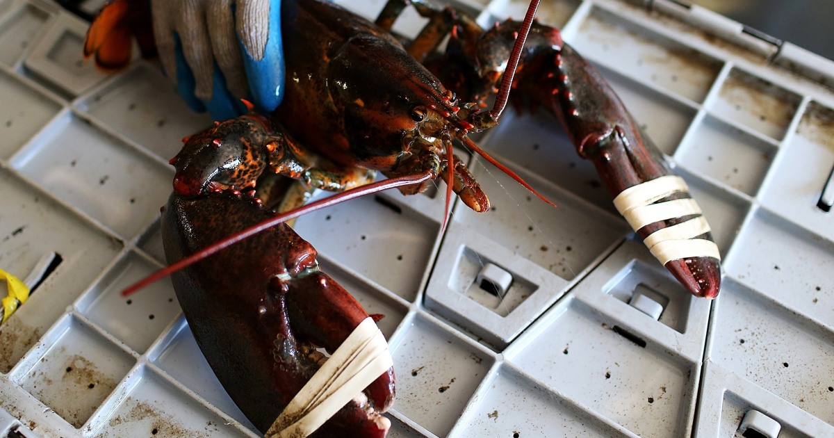 Pescadores de lagosta dizem que pequena mudança nos tamanhos legais pode atrapalhar indústria em perigo